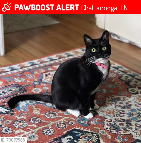 Lost Female Cat last seen Giardino’s , Chattanooga, TN 37404