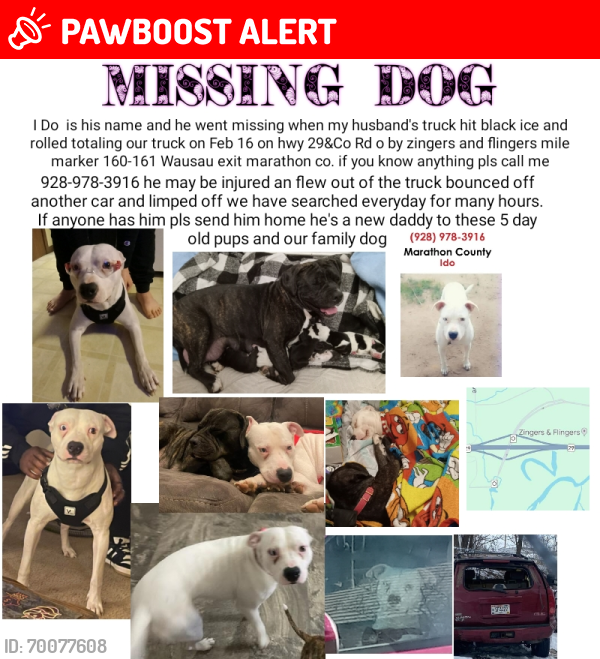 Lost Male Dog last seen Hyw 29 County rd o mile marker 160 161, Marathon County, WI 54448
