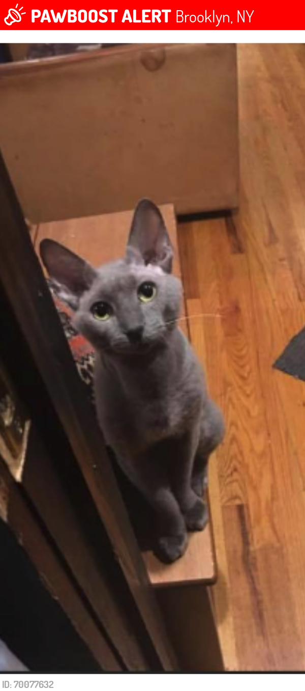 Lost Male Cat last seen Weirfield Street between Central Ave and Evergreen, Brooklyn, NY 11221