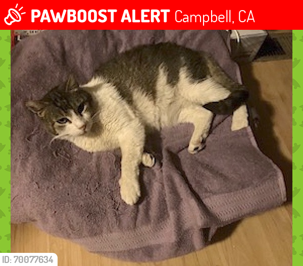 Lost Male Cat last seen Timbercove Dr and Camden Ave in Campbell, Campbell, CA 95008