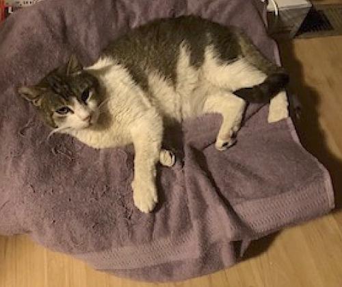 Lost Male Cat last seen Timbercove Dr and Camden Ave in Campbell, Campbell, CA 95008