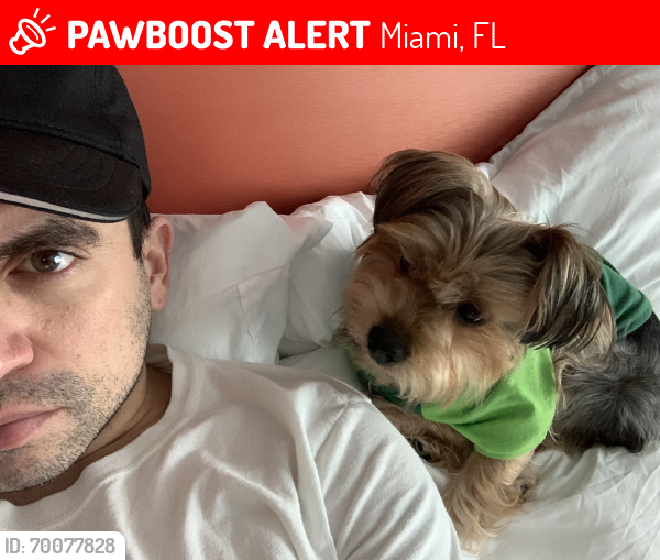 Lost Male Dog last seen Chevron gas station, Miami, FL 33131