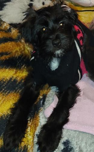 Lost Female Dog last seen Black minipoodle snauzer, Salinas, CA 93906