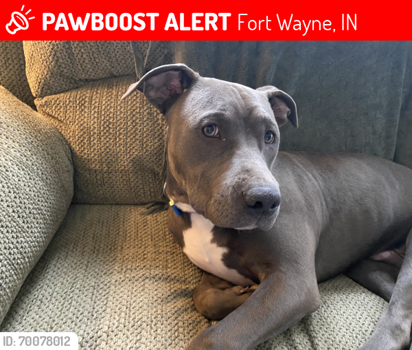 Lost Male Dog last seen Southway drive , Fort Wayne, IN 46845