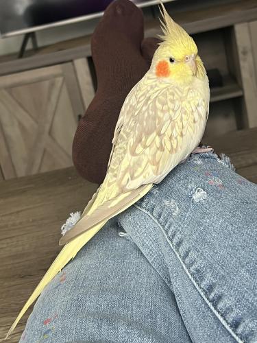 Lost Female Bird last seen Hill and Toas Ave Mattydale , Syracuse, NY 13211