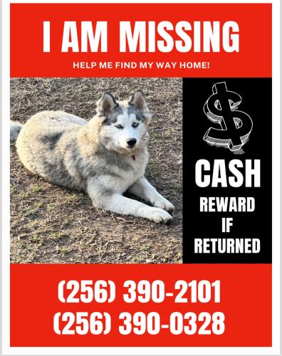 Lost Female Dog last seen Near Raley St. Gadsden Al 35903, Gadsden, AL 35903
