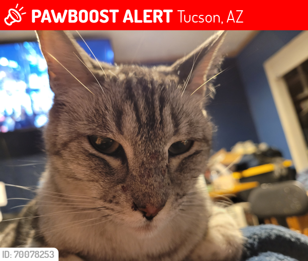 Lost Female Cat last seen Rosemont and 4th, Tucson, AZ 85711
