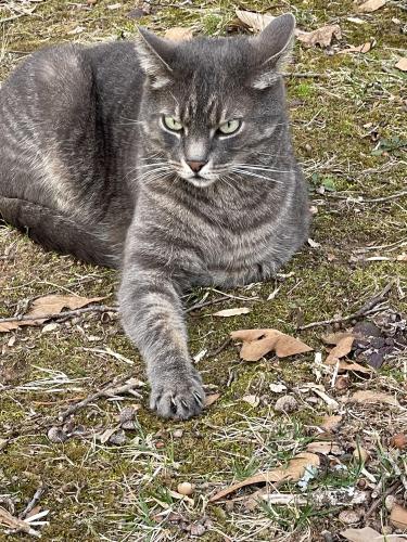 Lost Female Cat last seen Near and asbury mill road Cleveland ga, Cleveland, GA 30528