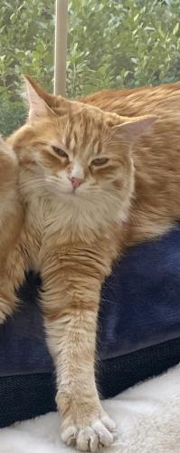 Lost Female Cat last seen Moana and lakeside Dr, Reno, NV 89509