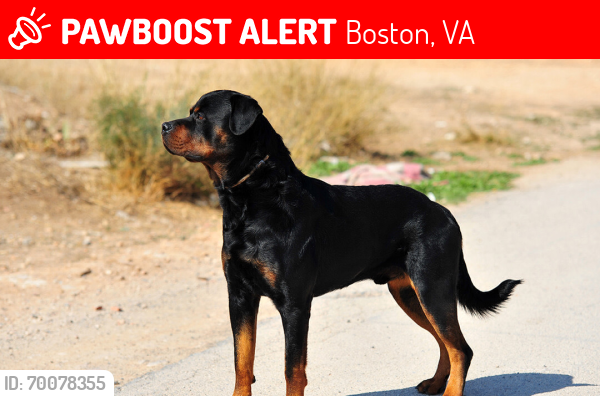 Lost Male Dog last seen Roundhill, Boston, VA 22713