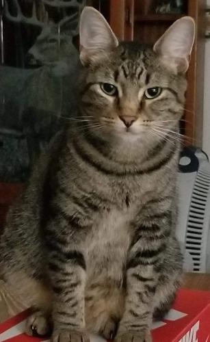 Lost Male Cat last seen Fallen Timbers Road , Point Marion, PA 15474
