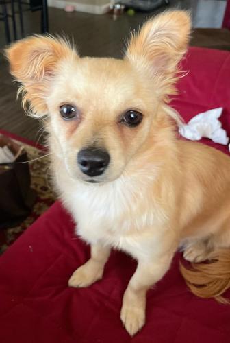 Lost Female Dog last seen Breckenridge/whispering wind-Sun City TX, Georgetown, TX 78633