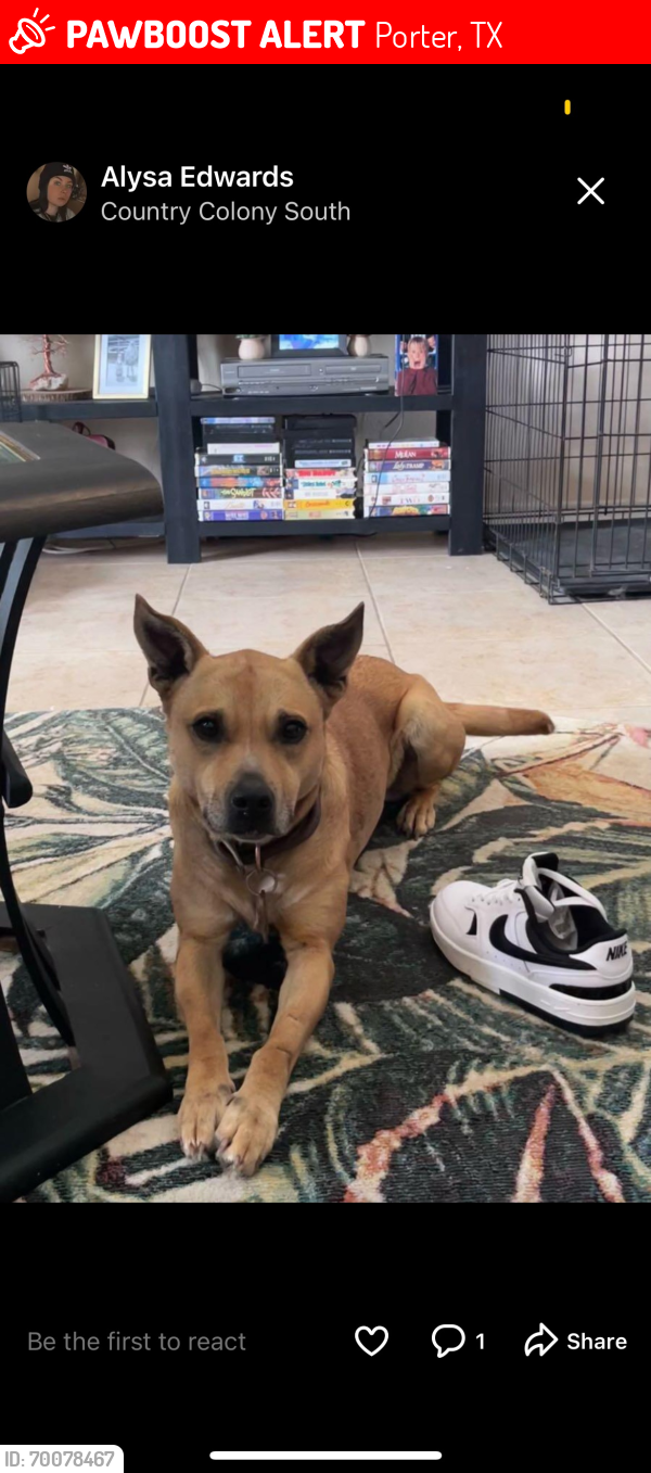 Porter, TX Lost Female Dog, Peanut Is Missing PawBoost