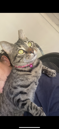 Lost Female Cat last seen 13th and 39th , Gainesville, FL 32605