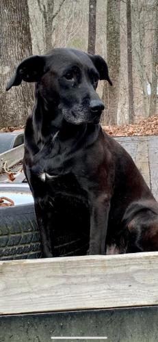 Lost Female Dog last seen Slygo Rd and i59, Trenton, GA 30752