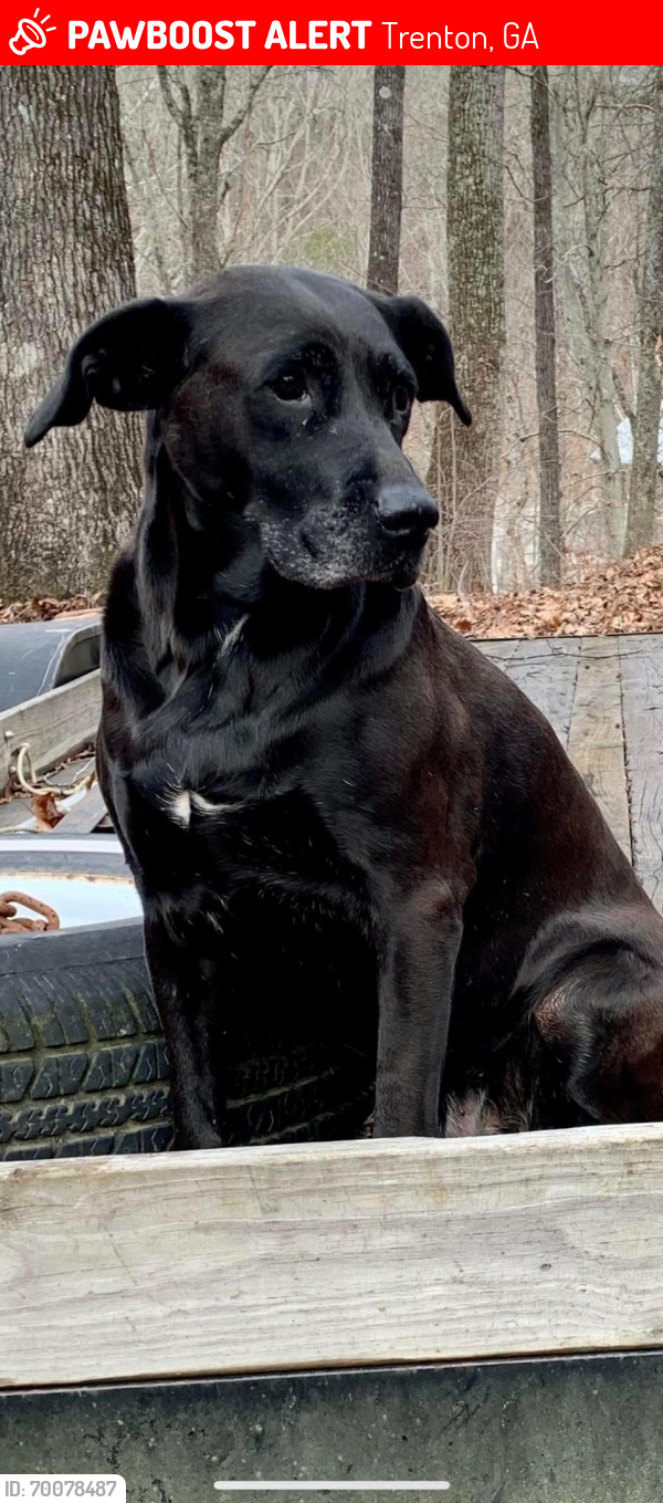 Lost Female Dog last seen Slygo Rd and i59, Trenton, GA 30752