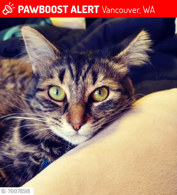 Lost Female Cat last seen Kevanna Park neighborhood , Vancouver, WA 98682