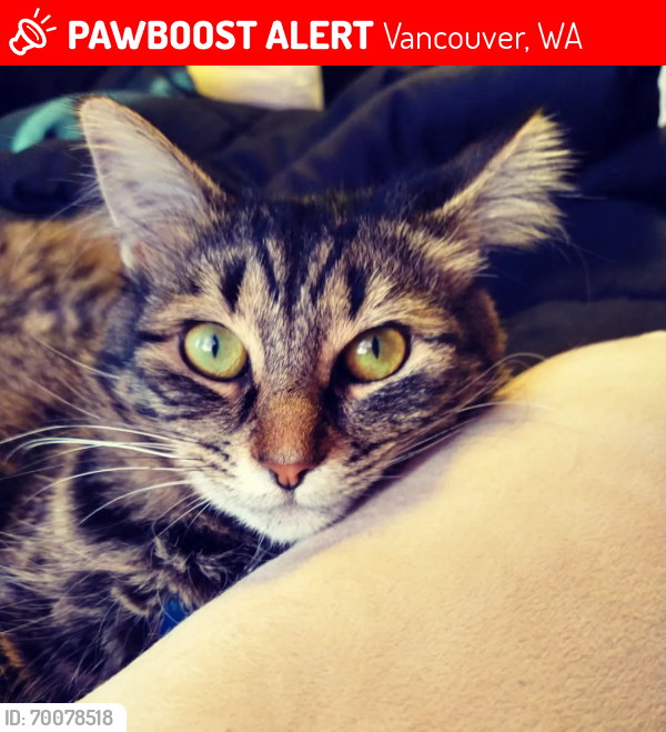 Lost Female Cat last seen Kevanna Park neighborhood, Vancouver, WA 98682