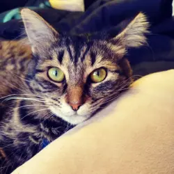 Lost Female Cat last seen Kevanna Park neighborhood , Vancouver, WA 98682