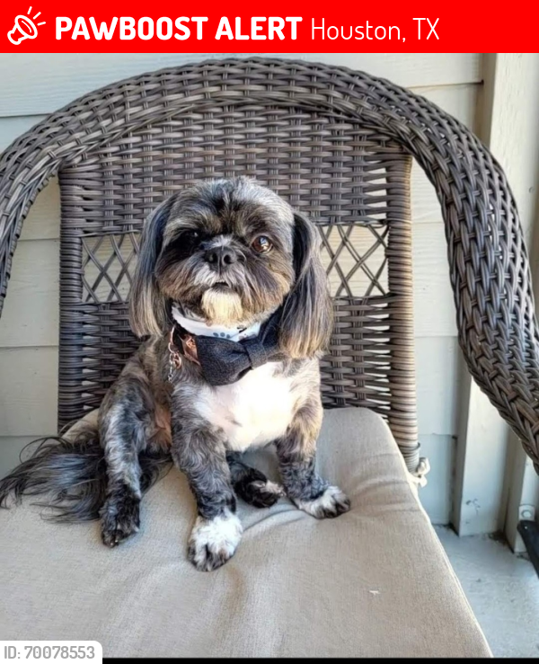 Parkway 2024 shih tzu