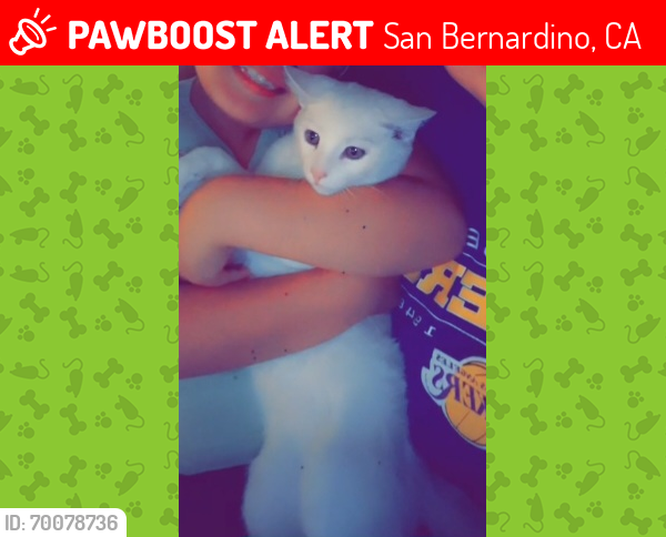 Lost Male Cat last seen 14th and Massachusetts , San Bernardino, CA 92411