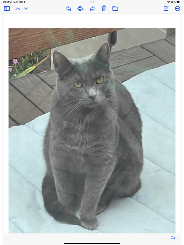 Lost Male Cat last seen 48th Ave x Fulton St, Outer Richmond, San Francisco, CA 94122