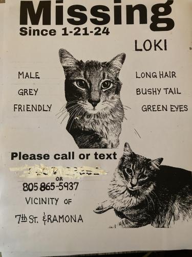 Lost Male Cat last seen Ramona avenue , Baywood-Los Osos, CA 93402
