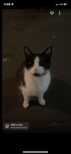 Lost Female Cat last seen Cuellar, Sharpsburg, GA 30277