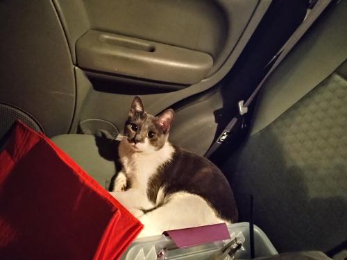 Lost Female Cat last seen Whole Foods, Chattanooga, TN 37405