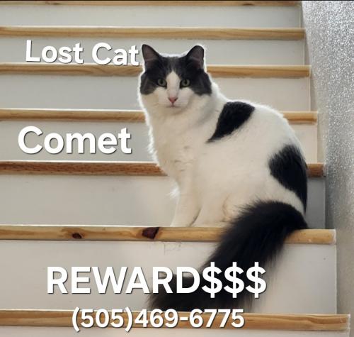Lost Male Cat last seen el camino loop , Rio Rancho, NM 87124