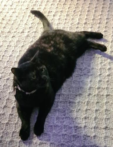 Lost Female Cat last seen Foreshore, The Entrance, NSW 2261
