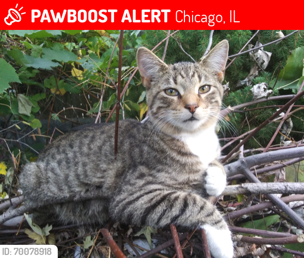 Lost Male Cat last seen Greenleaf St and Maple Ave block south of Fitzsimons Park, Evanston, IL 60202