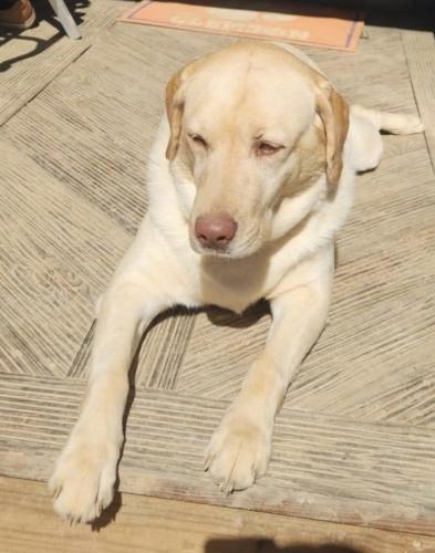 Lost Female Dog last seen Near the water 3 Dog rd /  Forrest Shealy Rd Chapin, SC  29036, Chapin, SC 29036
