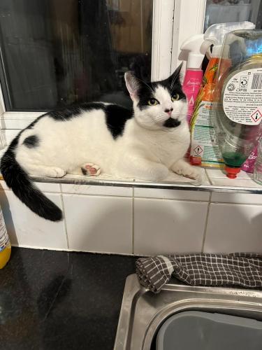 Lost Female Cat last seen West Hendon Playing Fields, Greater London, England NW9 7RH