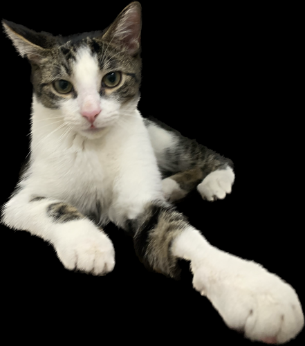 Lost Male Cat last seen Pinewood Trailer park, N Detroit St , Xenia, OH 45385
