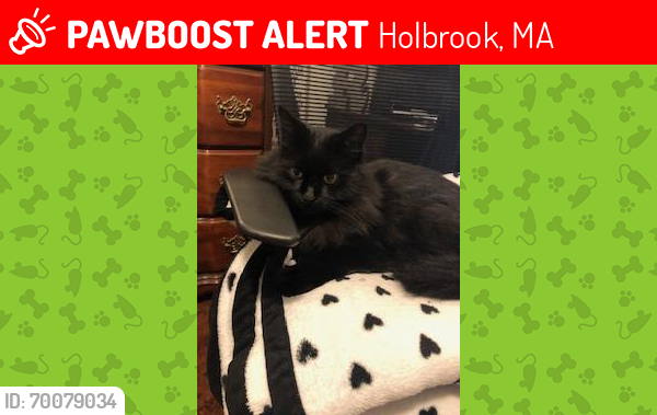 Lost Male Cat last seen Mayflower, Holly Rd, Hawthorne Rd, Balsam Rd, Holbrook, MA 02343