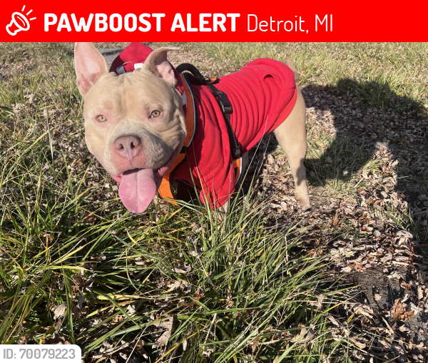 Lost Male Dog last seen Linville & E Edsel Ford, Detroit, MI 48224