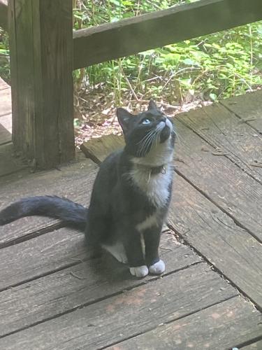 Lost Male Cat last seen Torino Drive, Huntsville, Al, Huntsville, AL 35803