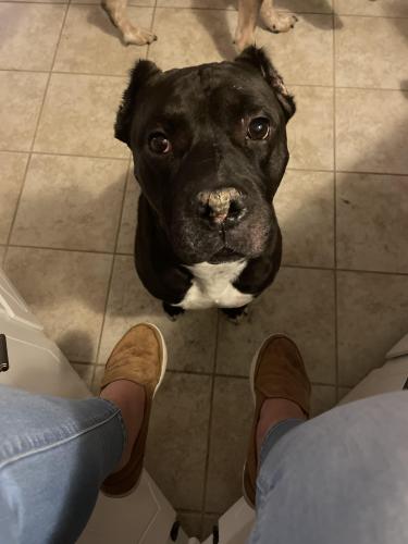 Lost Male Dog last seen Orchid road and Andover , Killeen, TX 76542