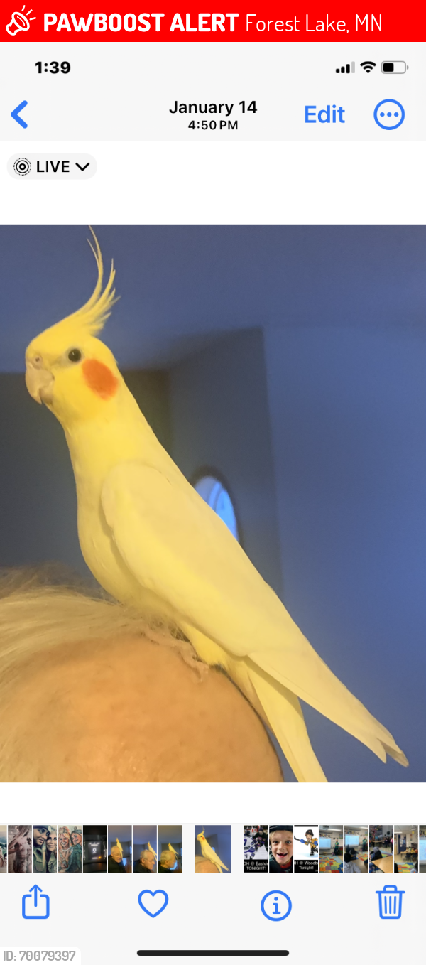 Lost Unknown Bird last seen Forest Lake, Forest Lake, MN 55025