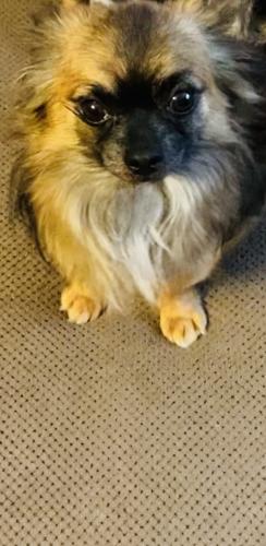 Lost Male Dog last seen Cloverdale rd and Spring Creek rd Titusville pa, Centerville, PA 16404