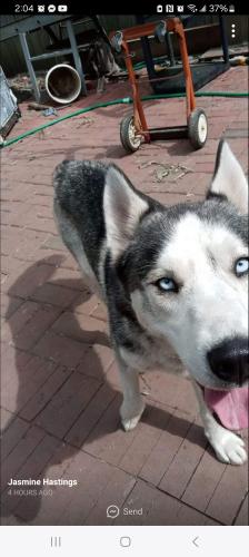 Lost Male Dog last seen Neiborhood behind the Job Center on Edwin C Moses, Dayton, OH 45469