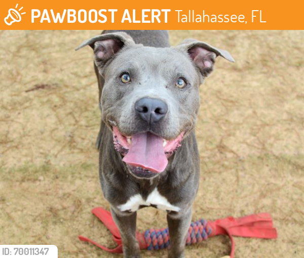 Shelter Stray Male Dog last seen Near BLOCK FAULK DR, TALLAHASSEE FL 32303, Tallahassee, FL 32311