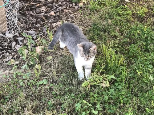 Lost Female Cat last seen highway and train tracks, Salida, CA 95368