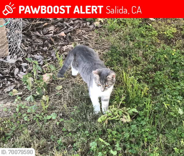Lost Female Cat last seen highway and train tracks, Salida, CA 95368