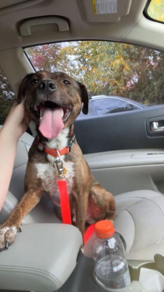 Shelter Stray Male Dog last seen Knoxville, TN 37932, Knoxville, TN 37919