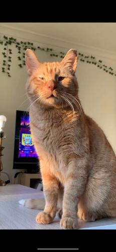Lost Male Cat last seen Spaulding and Belmont , Chicago, IL 60618