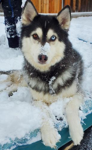 Lost dog reunited in Meridian, ID