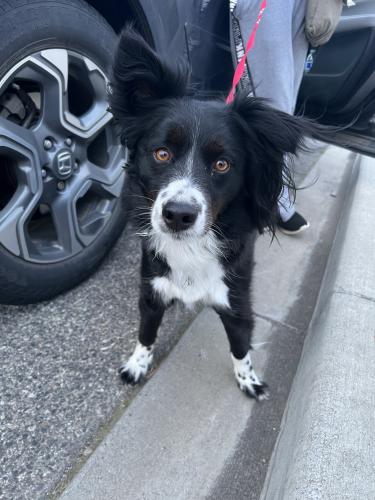 Found dog reunited in Pasco, WA