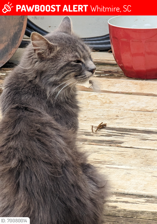 Lost Male Cat last seen Wood Street and Sinclair Street in whitmire sc, Whitmire, SC 29178